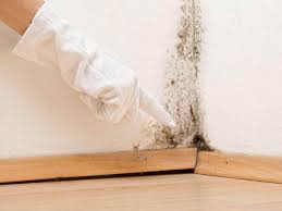 Mold Odor Removal Services in Federalsburg, MD